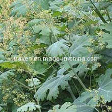 Экстракт Macleaya Cordata и экстракты целандина